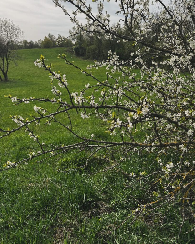 blühender Strauch, Ausgleichsfläche